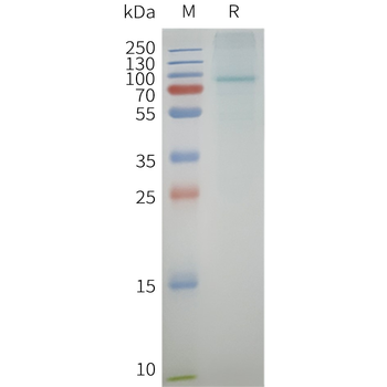 Human MBP-AGTR1 full length protein-synthetic nanodisc