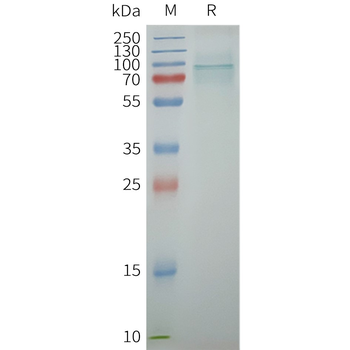 Human TRPV6 full length protein-synthetic nanodisc