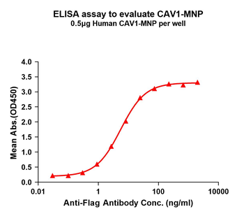 Human CAV1 full length protein-MNP