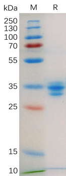 Mouse CDH3 Protein, His Tag