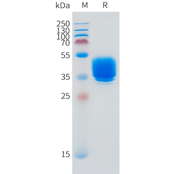 Canine IL31RA Protein, mFc Tag