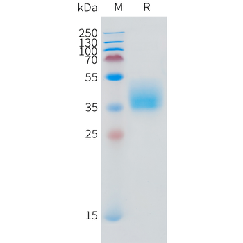 Canine PD-L1 Protein, mFc Tag