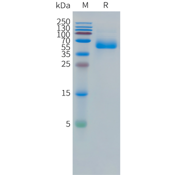 Cynomolgus MUC1(380-500) Protein, mFc Tag