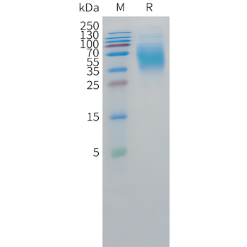 Cynomolgus MUC1(380-500) Protein, hFc Tag