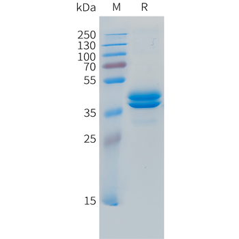 Cynomolgus DLL3(350-488) Protein, hFc Tag