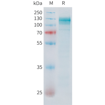 Cynomolgus DLL3(426-488) Protein, hFc Tag