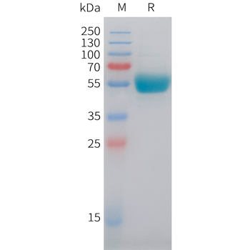 Cynomolgus DLL3(388-488) Protein, hFc Tag