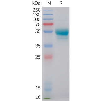 Cynomolgus DLL3(309-488) Protein, hFc Tag