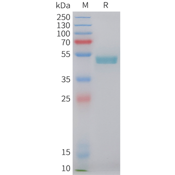 Cynomolgus DLL3(272-488) Protein, His Tag
