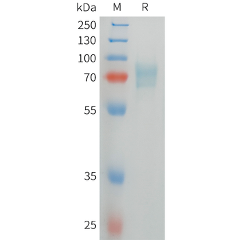 Cynomolgus Trop2 Protein, His Tag