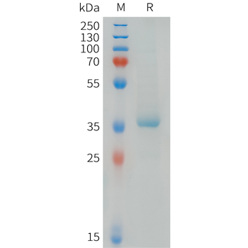 Cynomolgus LAG3 Protein, hFc Tag