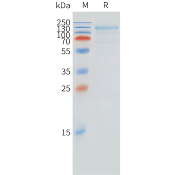 Cynomolgus CXCR3 Protein, hFc Tag