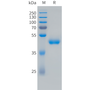 Cynomolgus FOLR1 Protein, His Tag