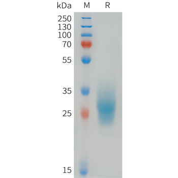 Cynomolgus MICA Protein, His Tag