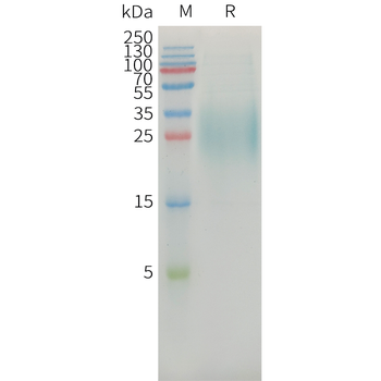 Human CDH17(341-449) Protein, hFc Tag