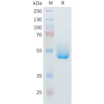 Human ZNRF3 Protein, hFc Tag