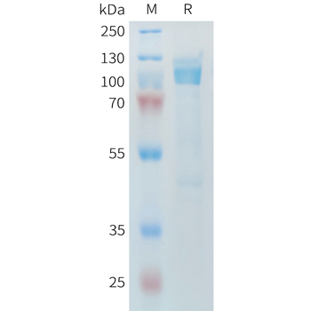 Human DLL3(176-215) Protein, hFc Tag