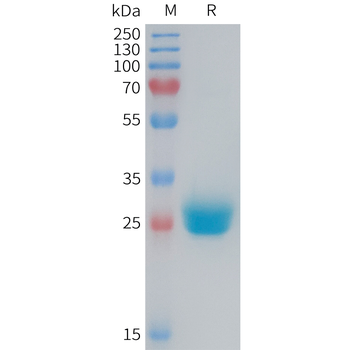 Human GPBAR1 Protein, hFc Tag