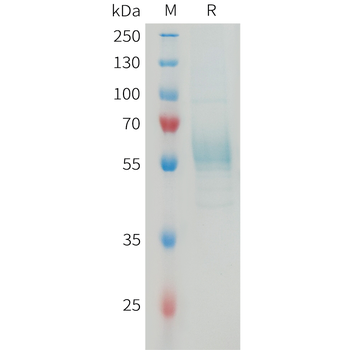 Human TRHR Protein, hFc Tag