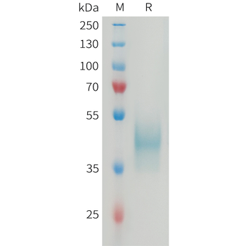 Human OR1A1 Protein, hFc Tag