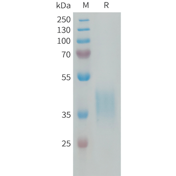 Human CD300C Protein, hFc Tag