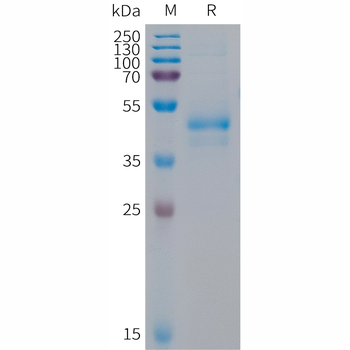 Human CLEC10A Protein, hFc Tag