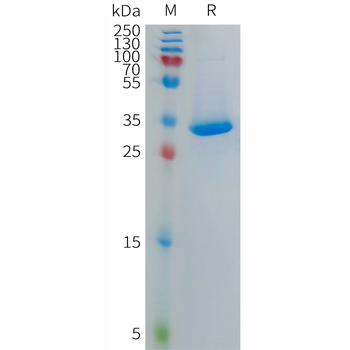 Human MOG Protein, hFc Tag
