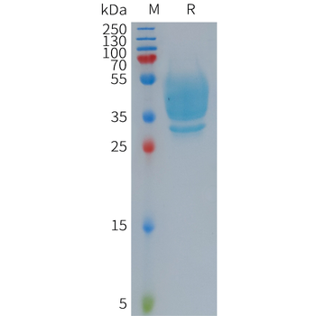 Human CD300A Protein, hFc Tag