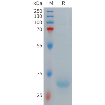 Human PLD4 Protein, hFc Tag