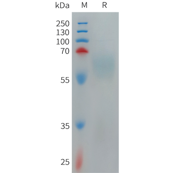 Human CLEC7A Protein, hFc Tag