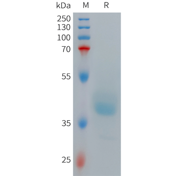 Human FSTL3 Protein, hFc Tag