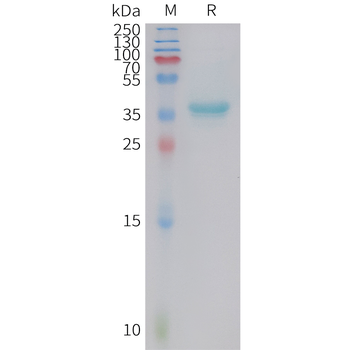 Human CDH3(441-546) Protein, hFc Tag