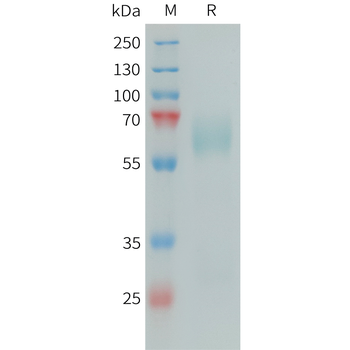 Human CD117(26-120) Protein, hFc Tag