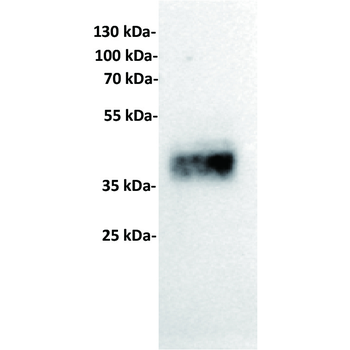 Trop2 Antibody