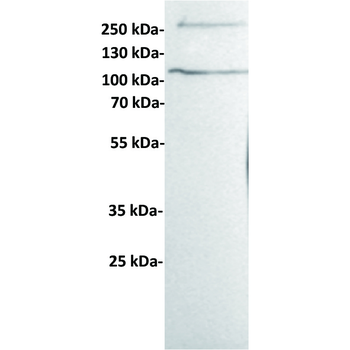 HER3 Antibody