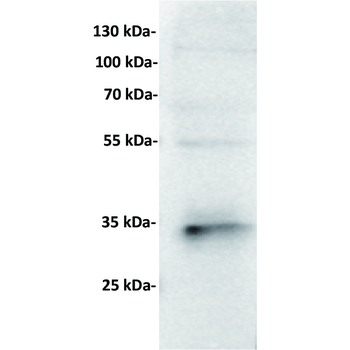 CD7 Antibody