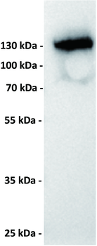 CD22 Antibody