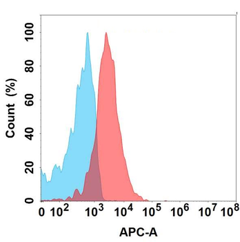 FLT3 Antibody