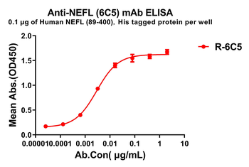 NEFL Antibody