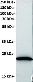 Anti-UCHL1 antibody(2A4), Rabbit mAb