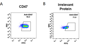 Anti-CD47 (magrolimab biosimilar) mAb