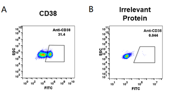 Anti-CD38 (daratumumab biosimilar) mAb