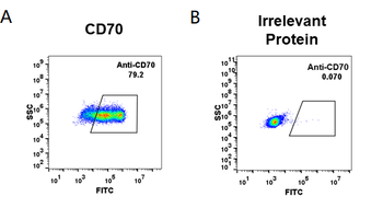 Anti-CD70 (vorsetuzumab biosimilar) mAb