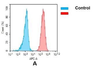 Anti-CD70 (vorsetuzumab biosimilar) mAb