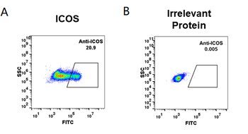 Anti-ICOS (vopratelimab biosimilar) mAb