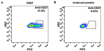 Anti-CD27 (varlilumab biosimilar) mAb