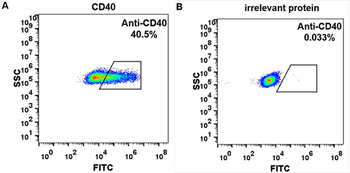 Anti-CD40 (iscalimab biosimilar) mAb