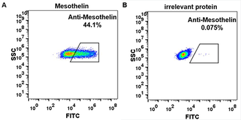 Anti-Mesothelin (amatuximab biosimilar) mAb