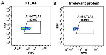 Anti-CTLA-4 (ipilimumab biosimilar) mAb