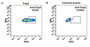 Anti-Trop2 (sacituzumab biosimilar) mAb